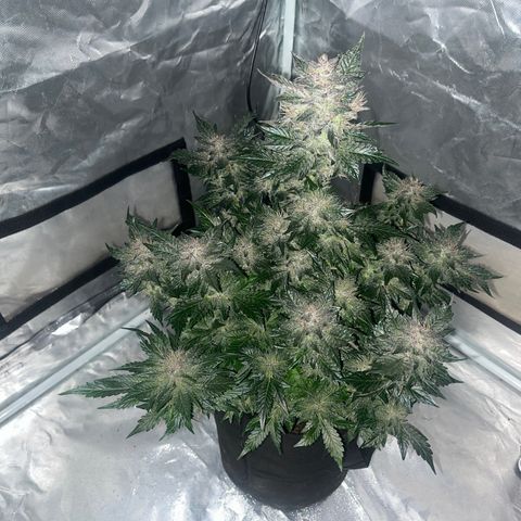 CDLC #1 growlog timeline photo