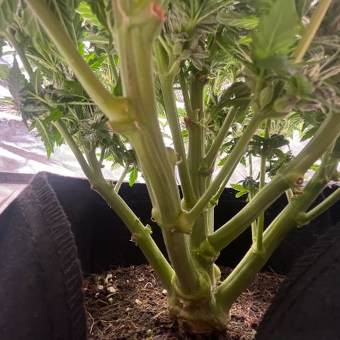 CDLC #1 growlog timeline photo
