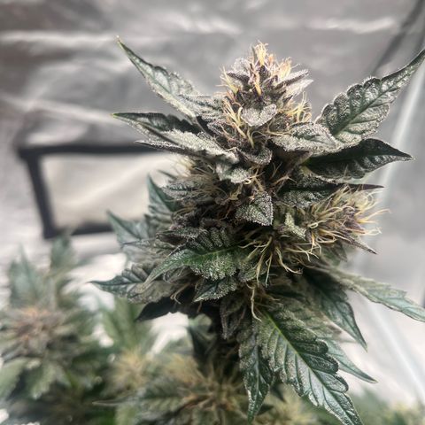 CDLC #1 growlog timeline photo