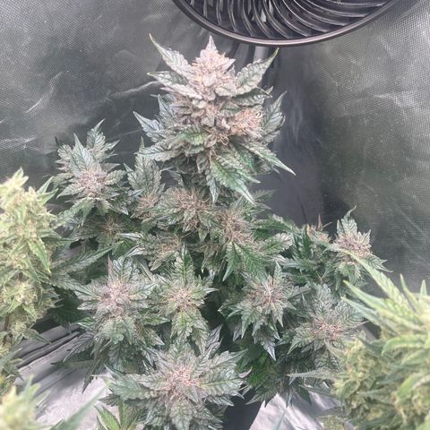 CDLC #1 growlog timeline photo