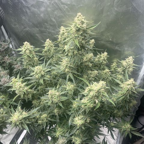 3BOG #2 growlog timeline photo