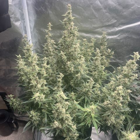 3BOG #1 growlog timeline photo
