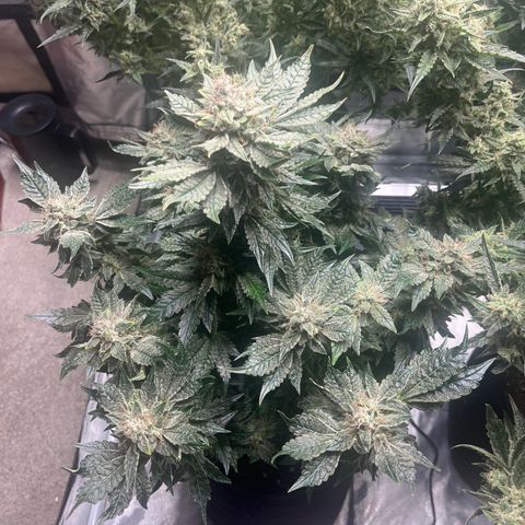 CDLC #2 growlog timeline photo