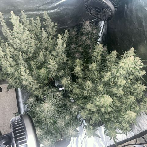 3BOG #1 growlog timeline photo