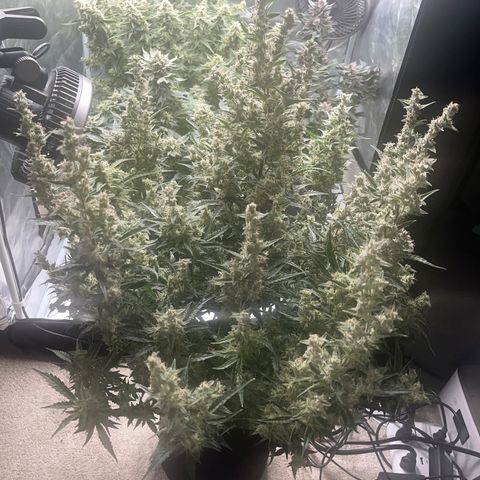 3BOG #1 growlog timeline photo