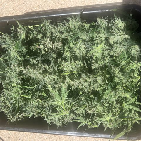 3BOG #1 growlog photo: Wet weight = 655 grams 
Approximately ~ 165 if dried and 25% yield 
Approximately ~ 20-52 grams of bubble hash depending on yield. 