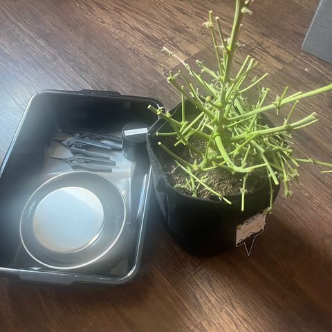 3BOG #1 growlog photo: Wet weight = 655 grams 
Approximately ~ 165 if dried and 25% yield 
Approximately ~ 20-52 grams of bubble hash depending on yield. 