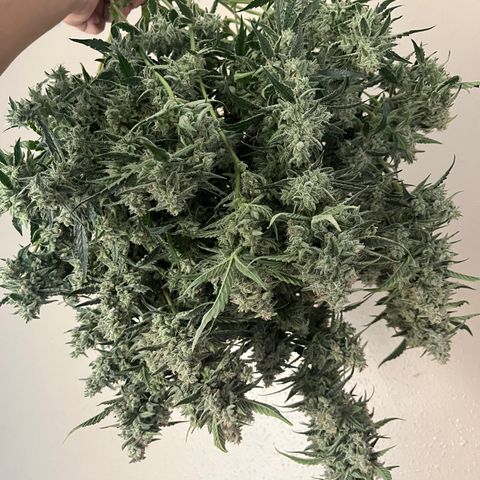 3BOG #2 growlog timeline photo