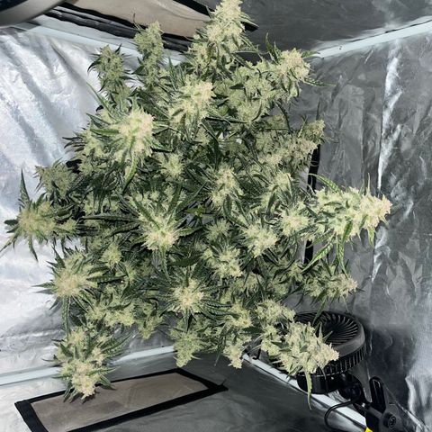 3BOG #2 growlog timeline photo
