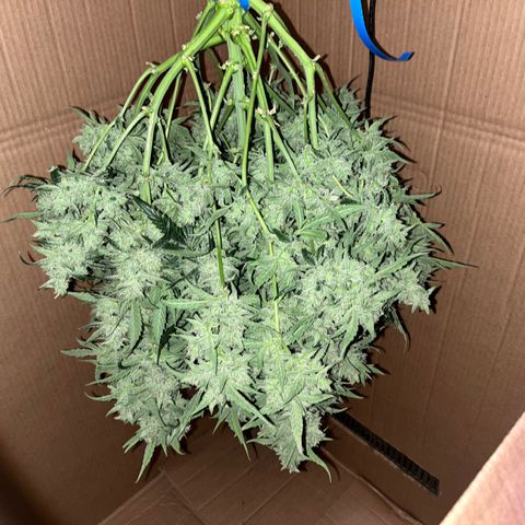3BOG #2 growlog timeline photo