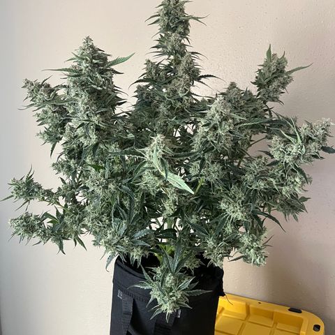 3BOG #2 growlog timeline photo
