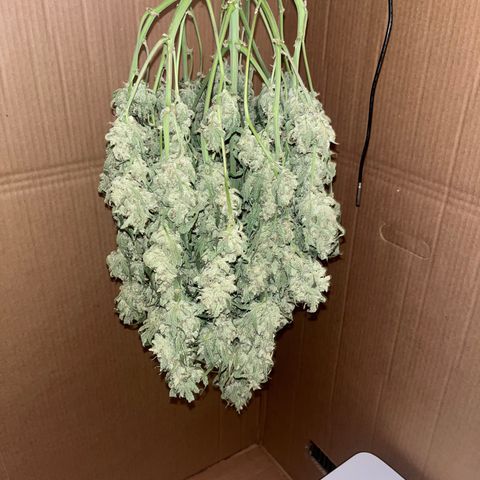 3BOG #2 growlog timeline photo