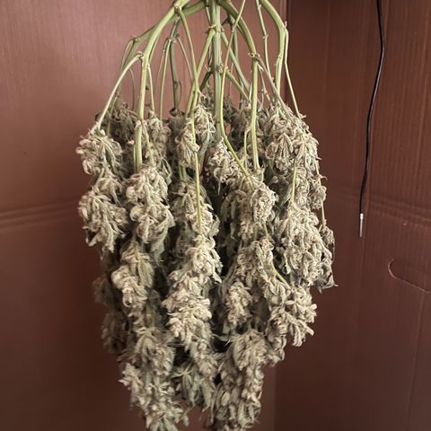 3BOG #2 growlog timeline photo