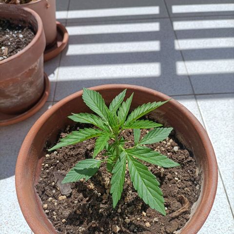 Ak47 Auto growlog timeline photo