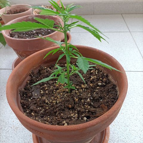Ak47 Auto growlog timeline photo