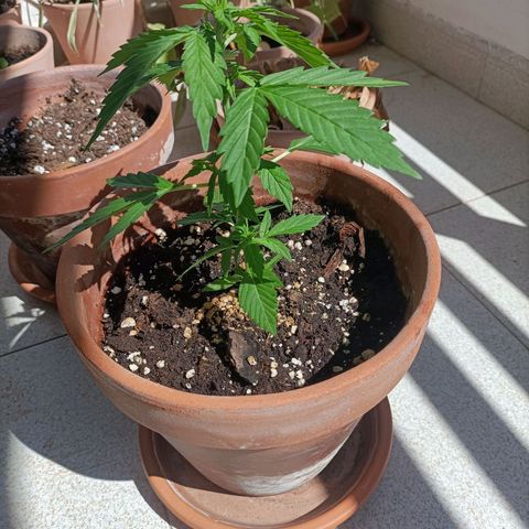Ak47 Auto growlog timeline photo