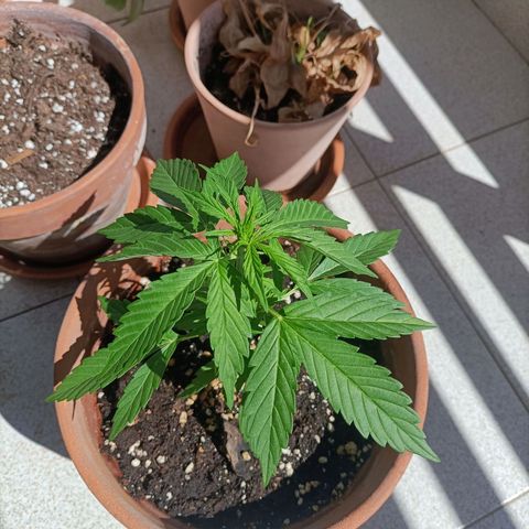 Ak47 Auto growlog timeline photo