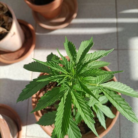 Ak47 Auto growlog photo: 
