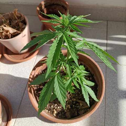 Ak47 Auto growlog photo: 
