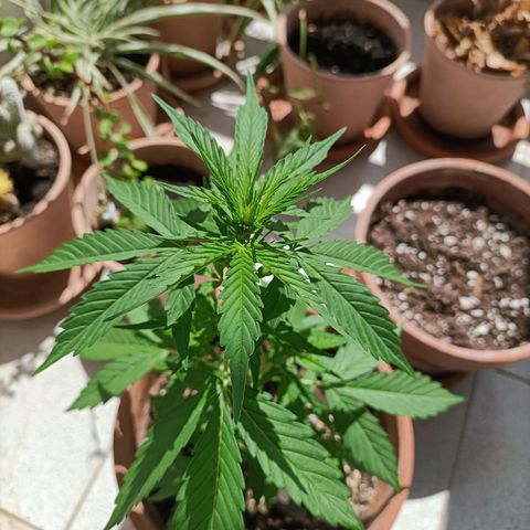 Ak47 Auto growlog timeline photo