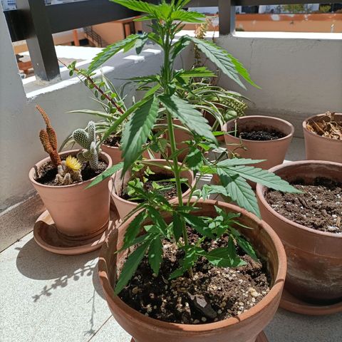 Ak47 Auto growlog timeline photo