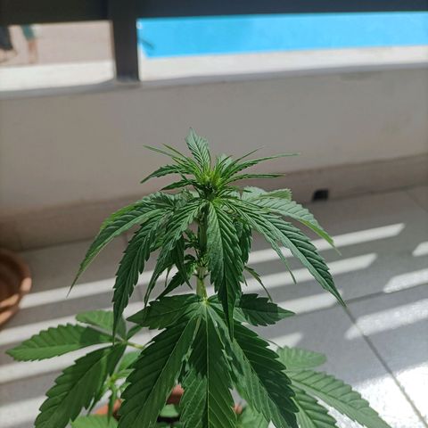 Ak47 Auto growlog timeline photo