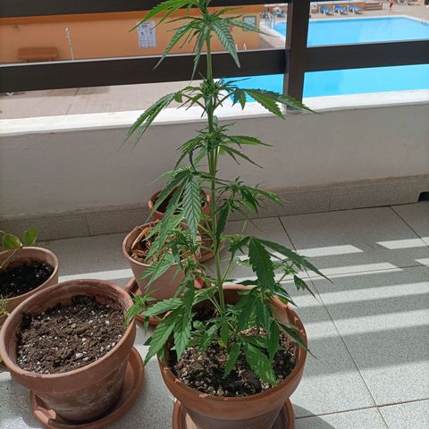 Ak47 Auto growlog timeline photo