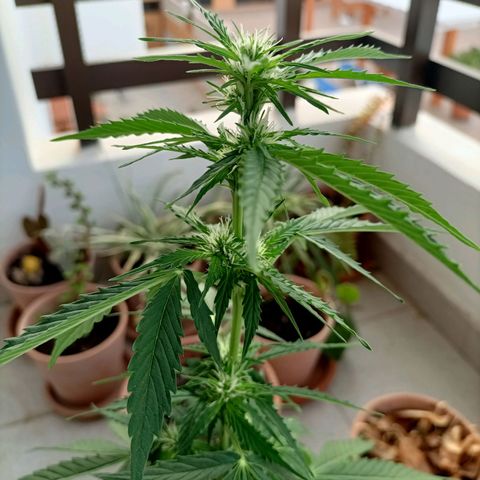 Ak47 Auto growlog timeline photo