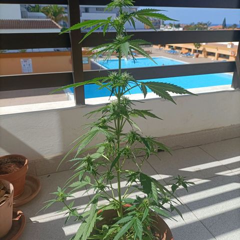 Ak47 Auto growlog timeline photo