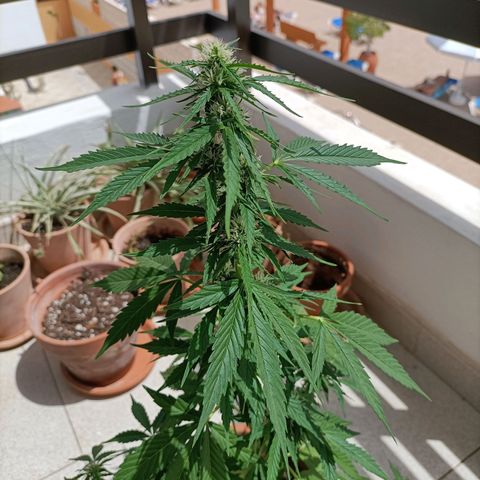 Ak47 Auto growlog timeline photo