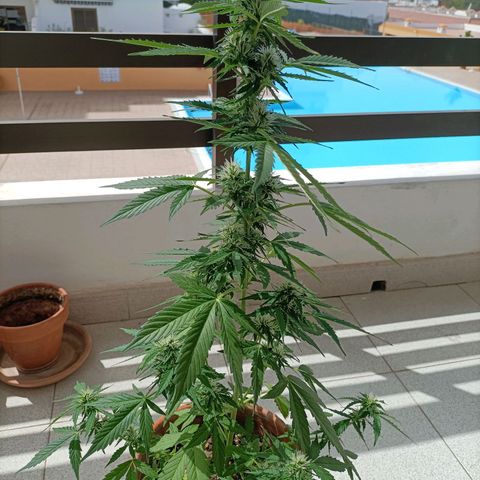 Ak47 Auto growlog timeline photo