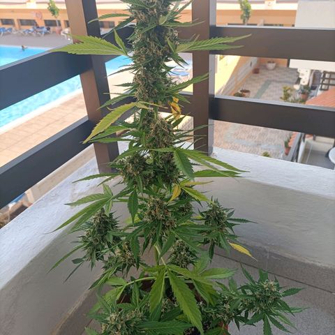 Ak47 Auto growlog timeline photo