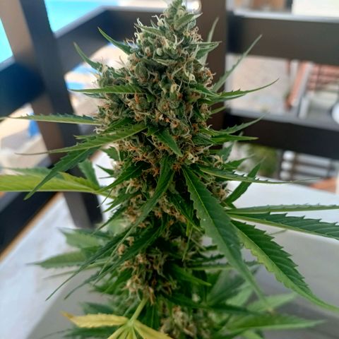 Ak47 Auto growlog timeline photo