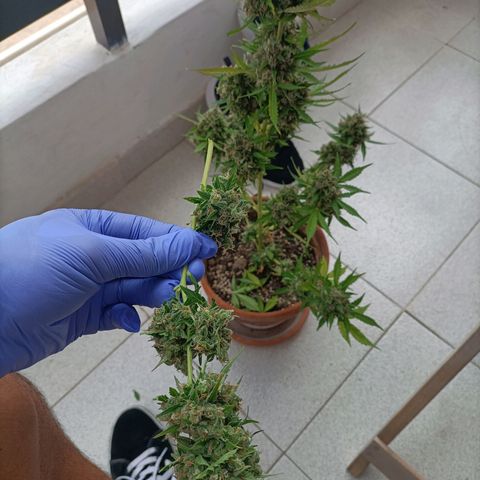 Ak47 Auto growlog timeline photo