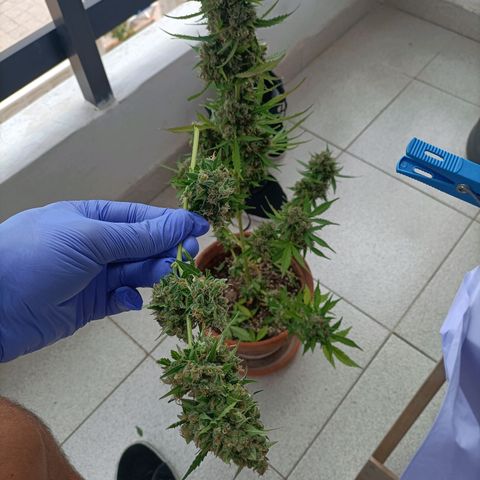 Ak47 Auto growlog timeline photo