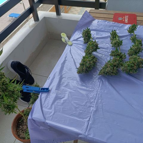 Ak47 Auto growlog timeline photo