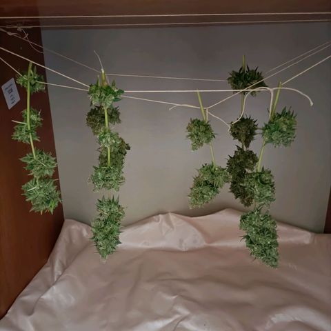 Ak47 Auto growlog timeline photo