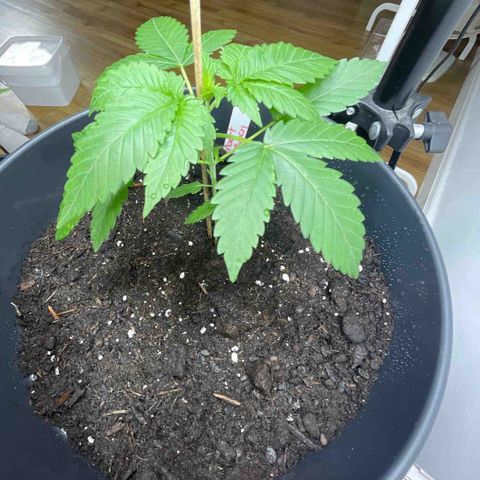 SHERBERT! growlog photo: new 12 litre home 😮‍💨🤩🪴
