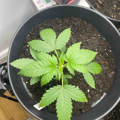 SHERBERT! growlog photo: new 12 litre home 😮‍💨🤩🪴