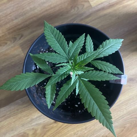 CÉSAR! growlog photo: new 4 litre pot 🪴😮‍💨🙏🏾