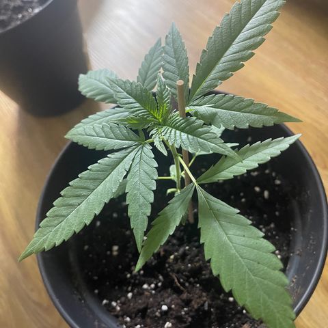 CÉSAR! growlog photo: new 4 litre pot 🪴😮‍💨🙏🏾