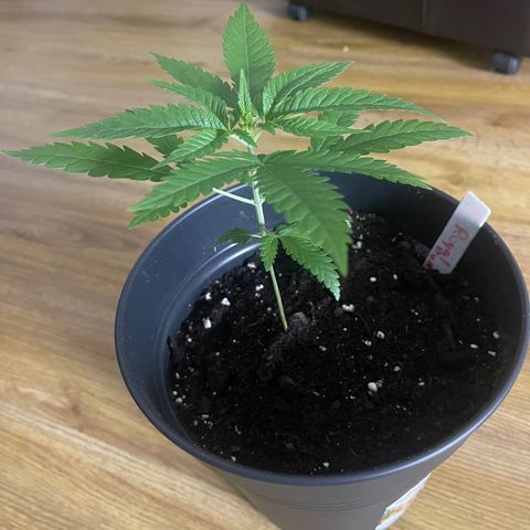 ATHUR! growlog photo: new 4 litre pot 😎🤞🏾🪴
