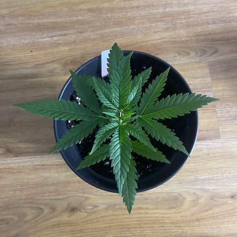 ATHUR! growlog photo: new 4 litre pot 😎🤞🏾🪴