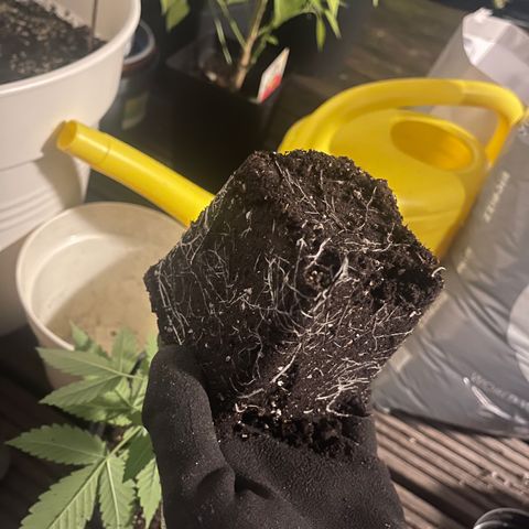HERBERT! growlog photo: new 4 litre home 🏠 🪴 & root structure until today…. More to come 
