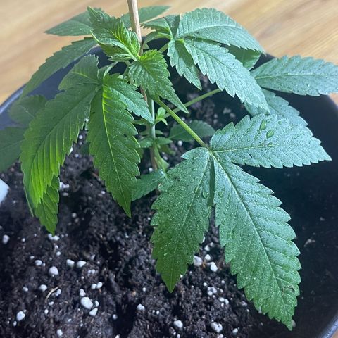 HERBERT! growlog photo: new 4 litre home 🏠 🪴 & root structure until today…. More to come 