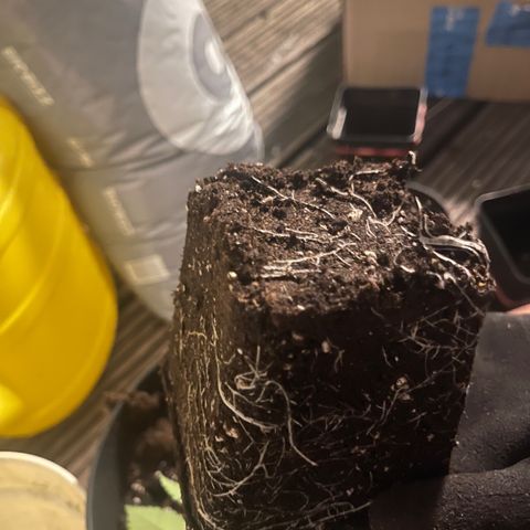 HERBERT! growlog photo: new 4 litre home 🏠 🪴 & root structure until today…. More to come 