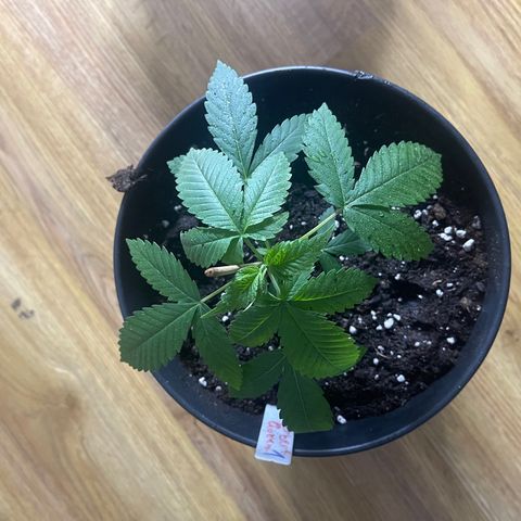 HERBERT! growlog photo: new 4 litre home 🏠 🪴 & root structure until today…. More to come 