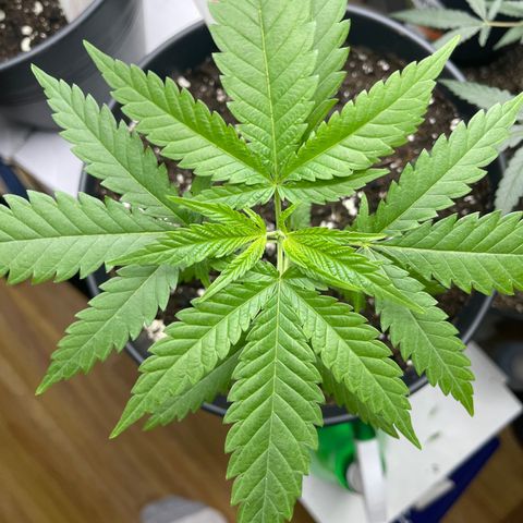 CÉSAR! growlog photo: ATHUR!, HERBERT! n SHERBERT!