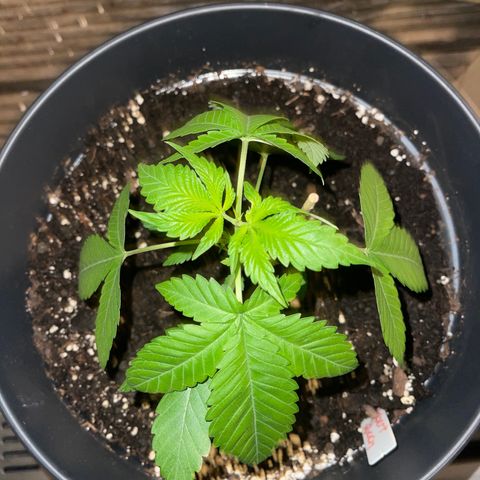 CÉSAR! growlog photo: ATHUR!, HERBERT! n SHERBERT!