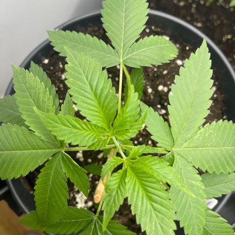 CÉSAR! growlog photo: ATHUR!, HERBERT! n SHERBERT!